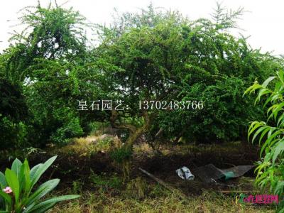 福建茶