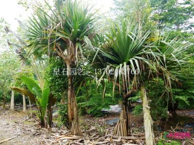 红刺林投