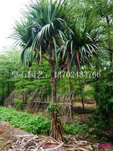 红刺林投